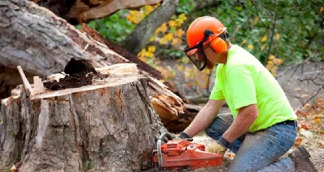 Different Types of Tree Services